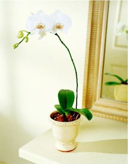 The White Phalaenopsis Orchid makes a simple but beautiful gift
