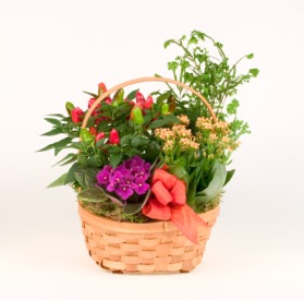European Garden basket of blooming and green plants. 
