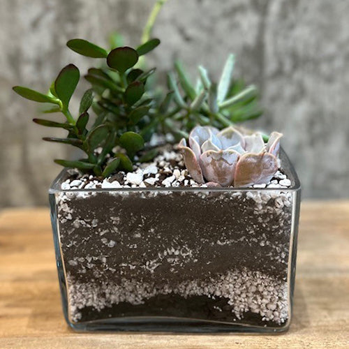 A modern interpretation of the traditional dish garden! A contemporary clear glass container with long lasting succulent plants makes the perfect gift.. Plants and container may vary Approximate size 8” h x 7” w Box is 4" tall, 5" square