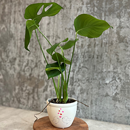 tropical plant