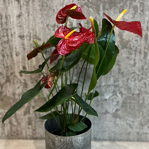 anthurium