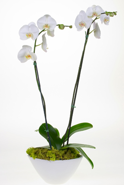 Spathiphyllum, the Peace Lily, is our Best Selling Green plant