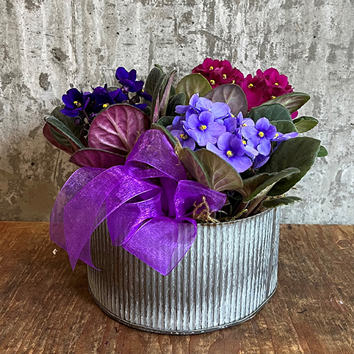 Mother's Day Violet Delights