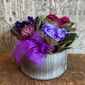 Mother's Day Violet Delight
