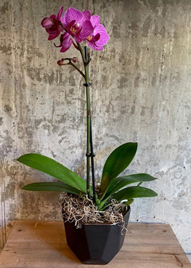 Orchid #01