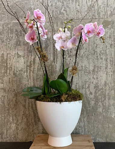 Orchid #04