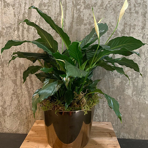 Indoor Tropical Green Plants - Easy Care and ability to tolerate lower levels of light. Let us choose a pretty fun one for you to have or a gift. Options may include Spathiphyllum, Sansevieria, Dieffenbachia, Monstera and more.  Plants and pots will vary