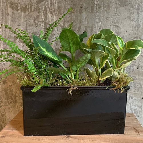 Perfect for the office. Black Rectangle Shaped Container with indoor green plants is finished with moss or rocks.  Plants and container may vary  Approximate size 12"H x 10”W